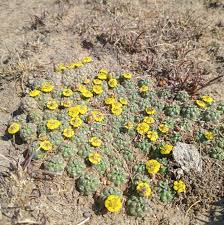 Image result for Euphorbia davyi