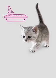 sravnitelnyj vozrast koshki i cheloveka stati na sajte whiskas ru novorozhdennye kotyata koshki kotenok