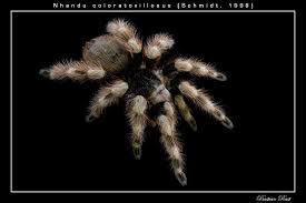 I've read and got some advice about them already but i want to start an entirely new thread about them. Nhandu Coloratovillosus Vogelspinnenforum Schweiz