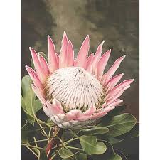 Image result for Protea argyrea