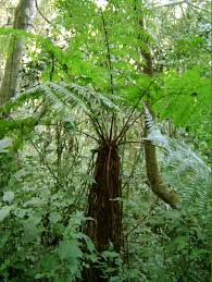 Image result for Cyathea thomsonii