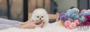 Rolly Teacup Puppies Rolly Pups Inc Teacup Puppies Pup Cute Animals