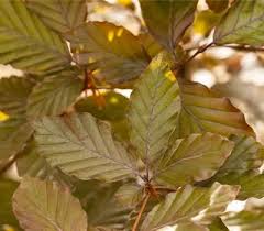 Image result for Fagus sylvatica Cockleshell