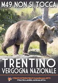 Risultati immagini per gif animata, orso M49