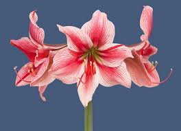 Image result for Hippeastrum