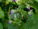 Image result for Alvesia clerodendroides