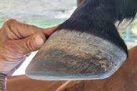 For The Love Of Horses Farrier Service & Hoof Care