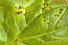 病害虫 生理障害情報 野菜栽培での病気 害虫 生理障害情報 タキイの野菜 タキイ種苗