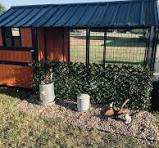 I'm looking for some color suggestions This is my chicken ...