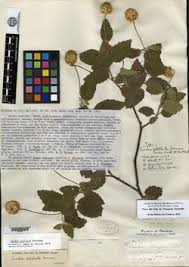 Image result for Cordia torrei