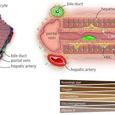 Free online quiz diagram of liver lobule. The Liver Lobule And Acinus Schematic Representation Of A Liver Lobule Download Scientific Diagram