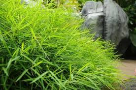 Image result for Pogonatherum