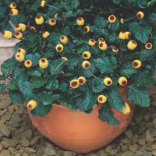 Image result for Spilanthes