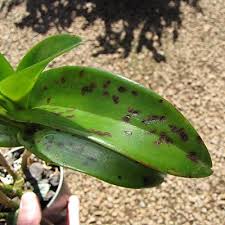 A infecção é causada pela presença de cochonilhas, pulgões ou moscas brancas. Como Tratar Manchas Nas Folhas Das Orquideas Jardineiro Net