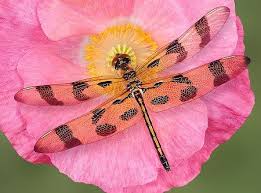 In the flying aspect of their lives they live only about four months. Pin On Garden