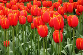 Red Tulip Background Free Stock Photo Red Tulips Flower Images Free Tulip Flower Pictures