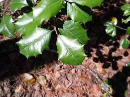 If you take a dim view of the shady spots in your garden, it may be because you haven't found the right plants to make those areas shine. Trees For Shade Walter Reeves The Georgia Gardener