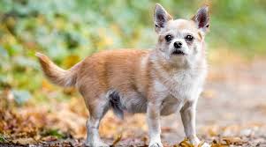The chihuahua mixes have a fearless, loyal, and protective nature, alongside a small, cute and cuddly appearance. Chihuahua Mixed Breeds 20 Different Types Of Chi Pups