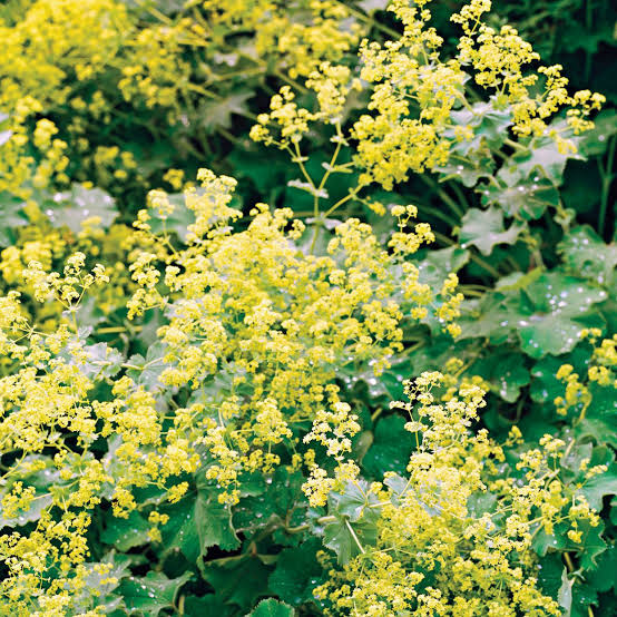 Lady mantle 50gms