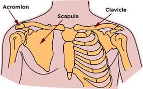 The blade below the shoulder trope as used in popular culture. Shoulder Blade Pain What Are The Causes And How To Fix Video