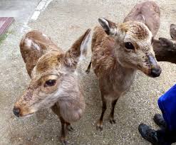 奈良 Deer of the Divine &ndash; japangie