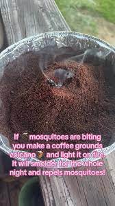 burnt coffee grounds for mosquito repellent｜TikTok Search