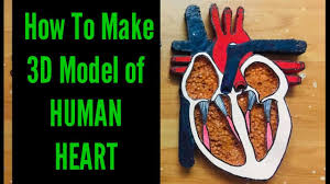 How To Make 3d Model Of Human Heart Easy Step By Step Guide Gurpre Human Heart Heart Projects Heart For Kids