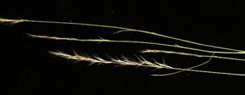 Image result for Aristida leucophaea