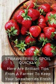 Strawberries Spoil Quickly Here Are Brilliant Tips From A Farmer To Keep Your Strawberries Fresh How To Store Strawberries Food Hacks Fruits And Veggies
