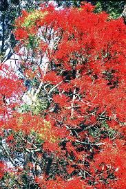 Modern, traditional, eclectic, rustic, glam, farmhouse, country Top Ten Australian Flowering Trees Gardenezi