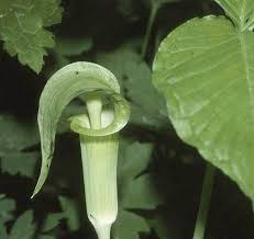 Image result for Araceae