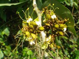 Image result for Anthonotha macrophylla