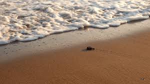 We did not find results for: Baby Sea Turtles Look But Do Not Touch Marinebio Conservation Society