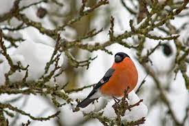 Cu gat negru/podiceps nigricollis) furtunari. Botgros De Sex Masculin PasÄƒre Fotografie GratuitÄƒ Pe Pixabay