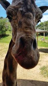 Trăiește în savanele din africa. A Girafa Mais Velha Do Brasil Pandinha Com 30 Anos Picture Of Zoologico Municipal De Curitiba Tripadvisor