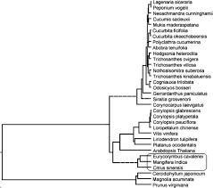 Image result for Peponium vogelii