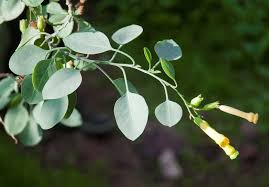 Image result for Nicotiana glauca