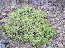 Image result for Bidens oligoflora