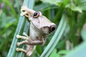 Image result for Zehneria tridactyla