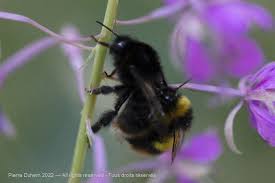 Image result for Bombus soroeensis