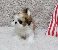 Maybe you would like to learn more about one of these? Shih Tzu Pomeranian Mix Puppies For Sale In Michigan Pets Lovers