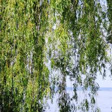 Image result for Salix babylonica