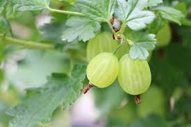 Maybe you would like to learn more about one of these? Stachelbeeren Schneiden Der Ideale Zeitpunkt Fur Das Zuruckschneiden Hausgarten Net