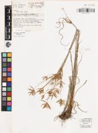 Image result for Cyperus tenuiculmis