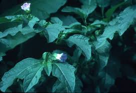 Image result for Nicandra