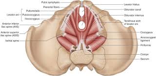 Chiropractic Care And The Pelvic Floor Altavie Health