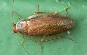 German roaches can be a severe health hazard in restaurants. Blog What Every Austin Property Owner Ought To Know About German Cockroaches