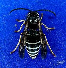 Black And White Striped Bee Like Insect Black And White Hornet 4 Vespula Consobrina Black And White Bee Wasp Hornet Hornet