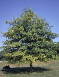 One of the adaptive mechanisms of pin oak is a fibrous, shallow root system which allows it to tolerate flooded soil conditions. Pin Oak Ohio Department Of Natural Resources