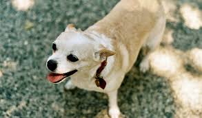 The mom is a blue merle chihuahua. Chug Breed Information